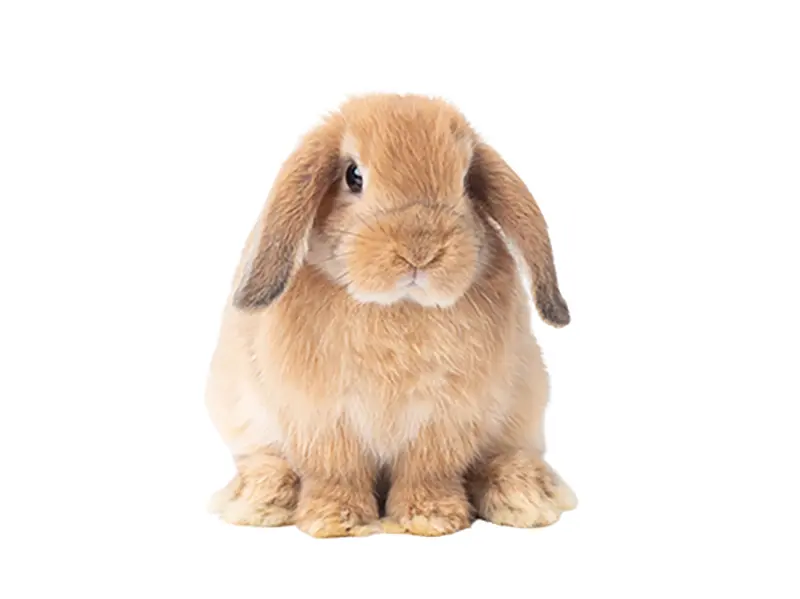 photo of Holland Lop rabbit